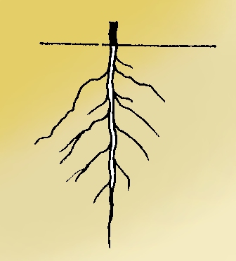 What are the Main Functions of the Roots in a Plant 1