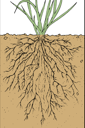 What are the Main Functions of the Roots in a Plant 2
