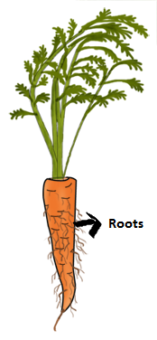 What are the Main Functions of the Roots in a Plant 4