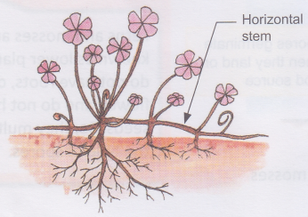 What is Vegetative Reproduction in Plants 2