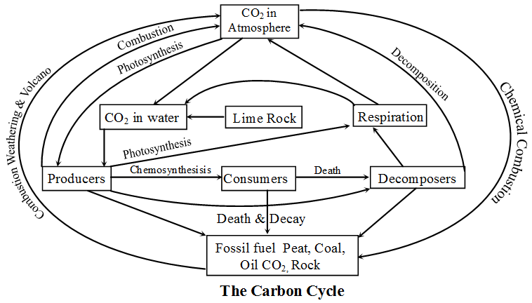 What is the Biogeochemical Cycle 2