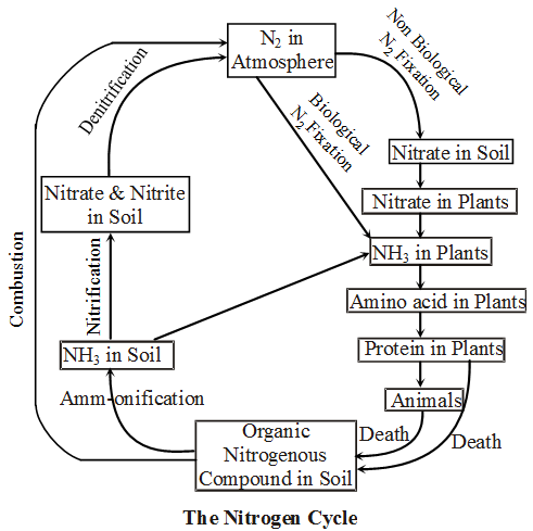 What is the Biogeochemical Cycle 3
