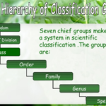 What is the Hierarchy of the Classification Groups 1