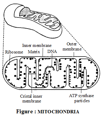What is the Structure and Function of Mitochondria 1