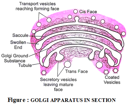 What is the Structure and Function of the Golgi Apparatus - A Plus Topper