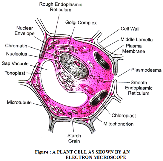 Which Components form the Structure of the Plasma Membrane 2