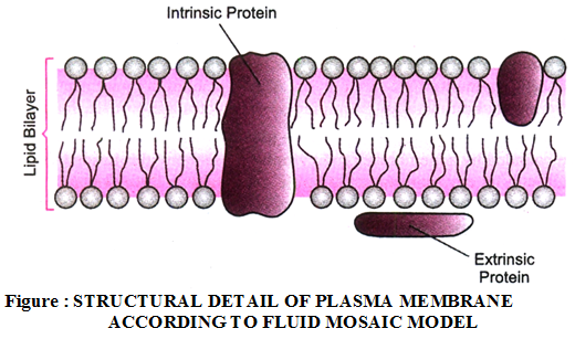 Which Components form the Structure of the Plasma Membrane 3