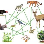 Why Plants And Animals Are Interdependent 1