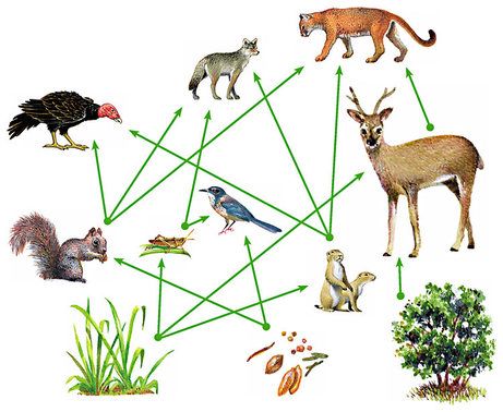 Why Plants And Animals Are Interdependent - A Plus Topper