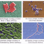 Different shapes of bacteria 1