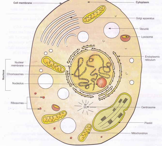 Schematic Diagram Of Generalized Animal Cell