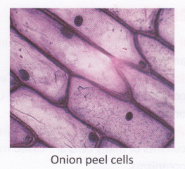 What Is The Main Difference Between Plant And Animal Cells - A Plus Topper