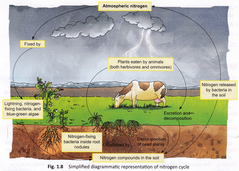 What is Nitrogen Fixation and Nitrogen Cycle 2