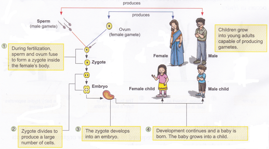 What is Reproduction in Humans 2