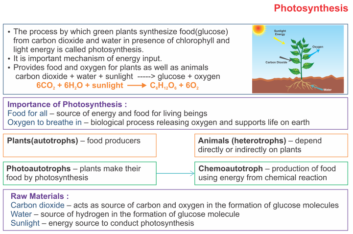 ICSE Solutions for Class 10 Biology - Photosynthesis - A Plus Topper
