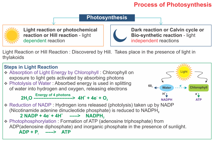 ICSE Solutions for Class 10 Biology - Photosynthesis 2