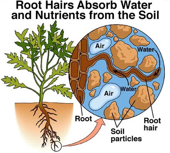 ICSE Solutions for Class 10 Biology - Absorption by Roots - A Plus Topper