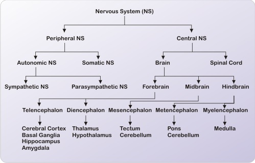 ICSE Solutions for Class 10 Biology - The Nervous System and Sense Organs 3