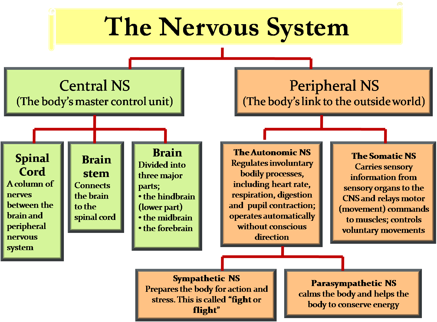 ICSE Solutions for Class 10 Biology - The Nervous System and Sense Organs -  A Plus Topper