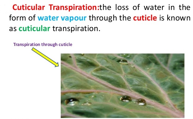 ICSE Solutions for Class 10 Biology - Transpiration 3
