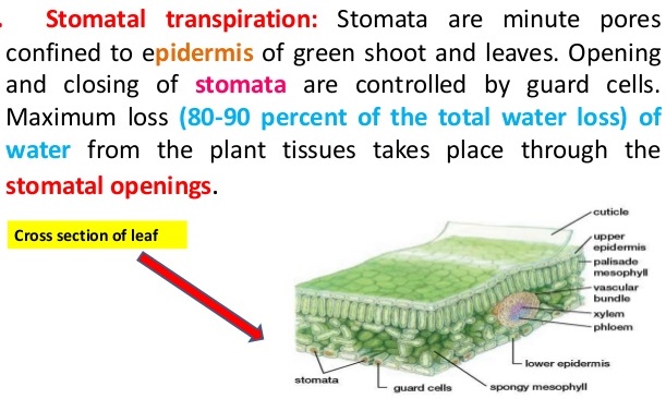 ICSE Solutions for Class 10 Biology - Transpiration 1