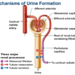Explain the Mechanism of Urine Formation 1