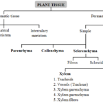 What are the types of plant tissues and their functions 1