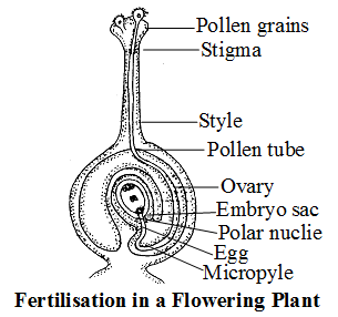 What is the Significance of Sexual Reproduction 3