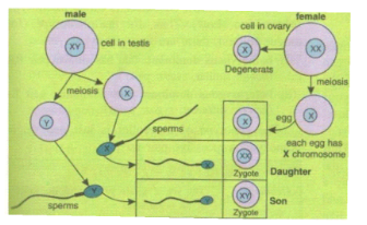 Selina Concise Biology Class 10 ICSE Solutions Genetics Some Basic Fundamentals image - 1