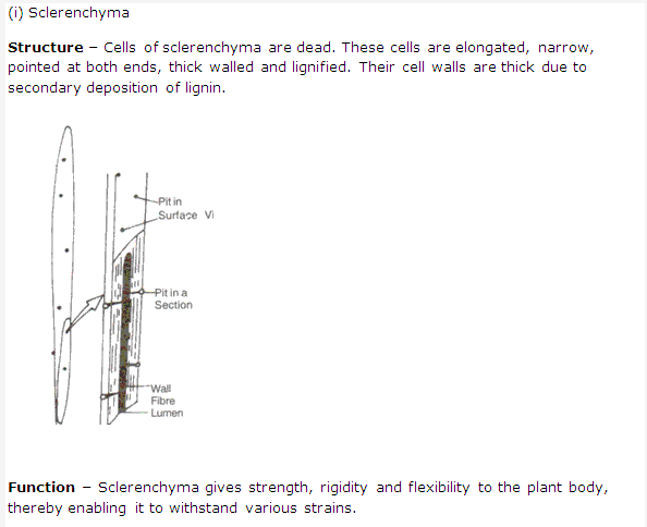 Frank ICSE Solutions for Class 9 Biology - Being Alive - Tissues 4