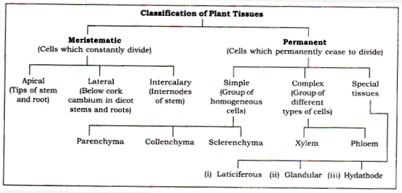 Frank ICSE Solutions for Class 9 Biology - Being Alive - Tissues 7