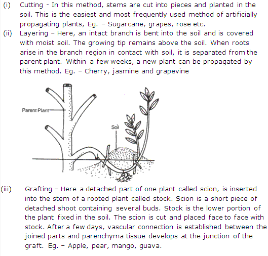 Frank ICSE Solutions for Class 9 Biology - Being Alive - Vegetative Propagation 1