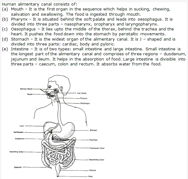 Frank ICSE Solutions for Class 9 Biology - Digestive System 2