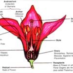 Frank ICSE Solutions for Class 9 Biology - Flowers 1