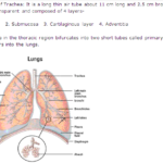 Frank ICSE Solutions for Class 9 Biology - Respiratory System 1