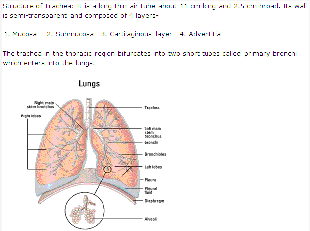 Frank ICSE Solutions for Class 9 Biology - Respiratory System 1
