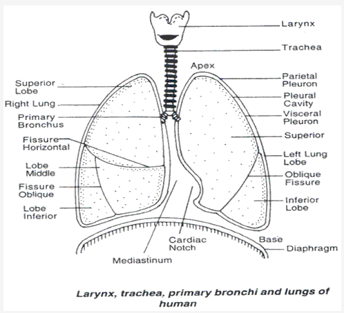 Frank ICSE Solutions for Class 9 Biology - Respiratory System 3