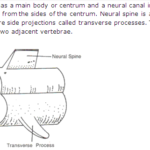 Frank ICSE Solutions for Class 9 Biology - The Skeletal System 1