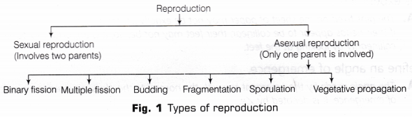 CBSE Class 10 Science Lab Manual - Binary Fission in Amoeba and Budding in Yeast 1