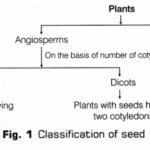 CBSE Class 10 Science Lab Manual - Dicot Seed 1