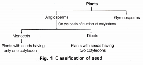 CBSE Class 10 Science Lab Manual - Dicot Seed 1