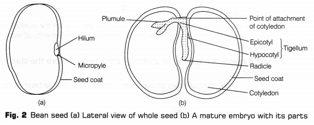CBSE Class 10 Science Lab Manual - Dicot Seed 2