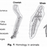 CBSE Class 10 Science Lab Manual - Homology and Analogy of Plants and Animals 1