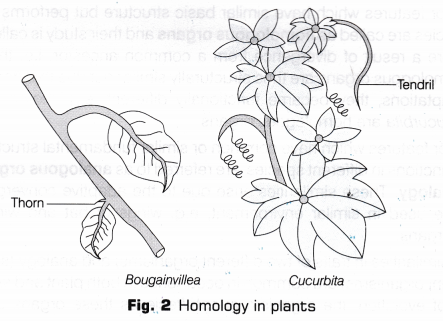 CBSE Class 10 Science Lab Manual - Homology and Analogy of Plants and Animals 2