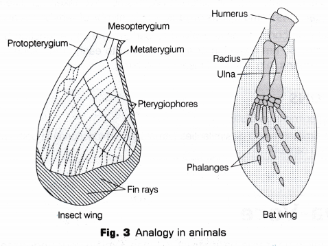 CBSE Class 10 Science Lab Manual - Homology and Analogy of Plants and Animals 3