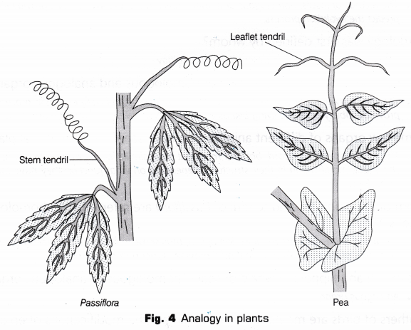CBSE Class 10 Science Lab Manual - Homology and Analogy of Plants and Animals 4
