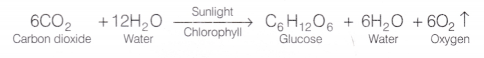 CBSE Class 10 Science Lab Manual - Light is Necessary for Photosynthesis 1