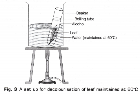 CBSE Class 10 Science Lab Manual - Light is Necessary for Photosynthesis 4