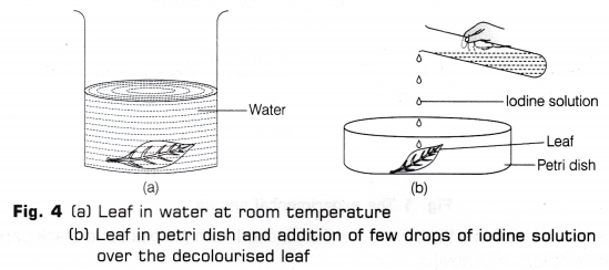 CBSE Class 10 Science Lab Manual - Light is Necessary for Photosynthesis 5