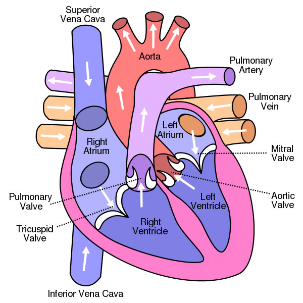 Anatomy of Human Heart 1